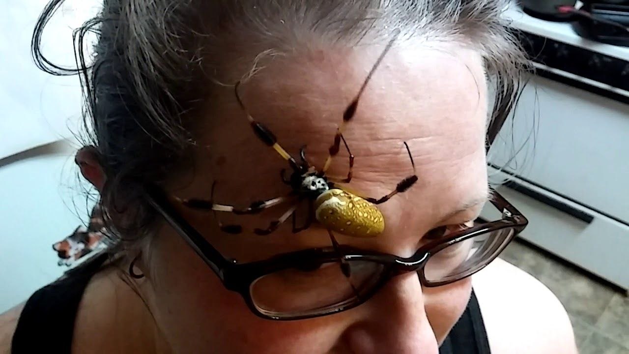 Araignée sur le visage