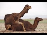 girafa e camelo