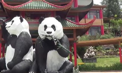Indonesia Dapat Hadiah 2 Panda dari Tiongkok