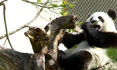 Lokasi Konservasi Panda Dibuat Mirip Habitat Asli