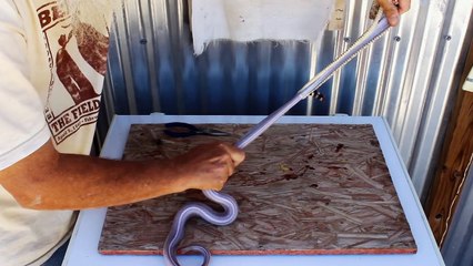 skinning a rattlesnake