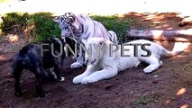 Friendly Animals  Unlikely Animal Friendships (Part 1) [Funny Pets]