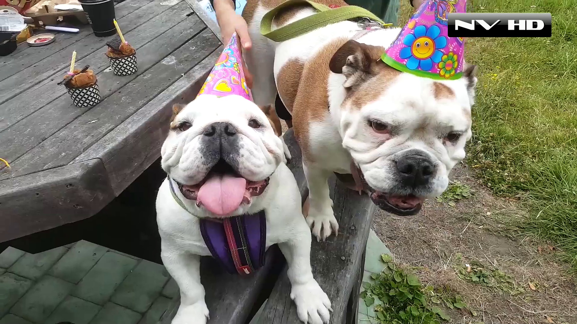 Funny videos & Pranks and Fails part 4