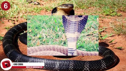 10 Biggest Snakes in the World