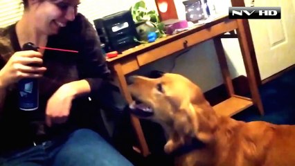 NVHD Presents  Funny Pet Fails by The Pet Collective