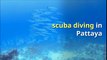 Scuba Diving In Pattaya