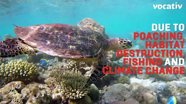 Efforts To Save Endangered Sea Turtles May Be Paying Off