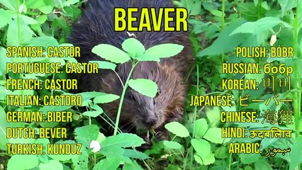North American Animal for Kids - Animal Sounds from the Wildlife of North America