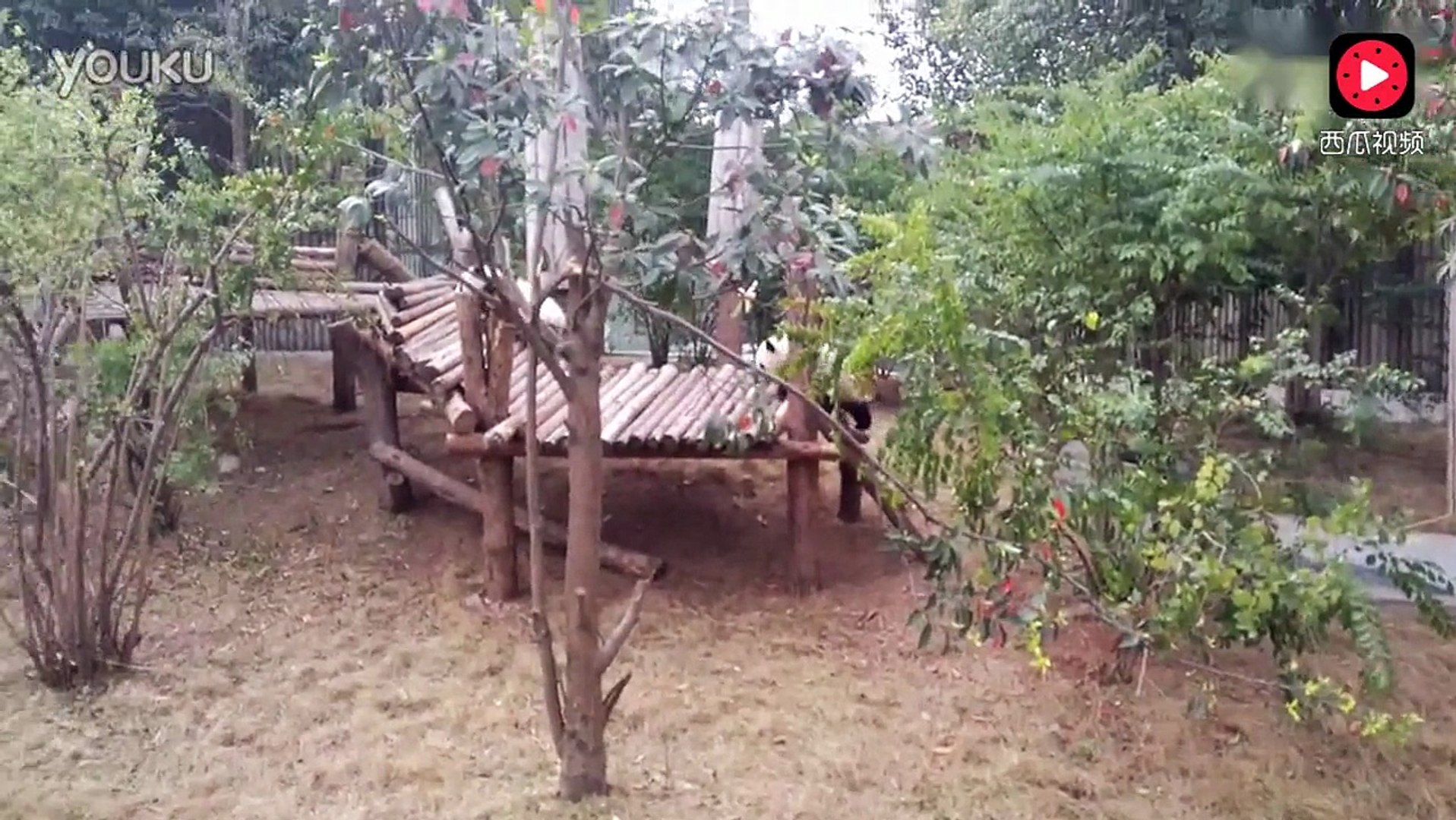 ⁣两只萌萌的熊猫幼崽打架，请忽略我的笑声