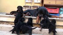 Rottweiler: Puppies playing