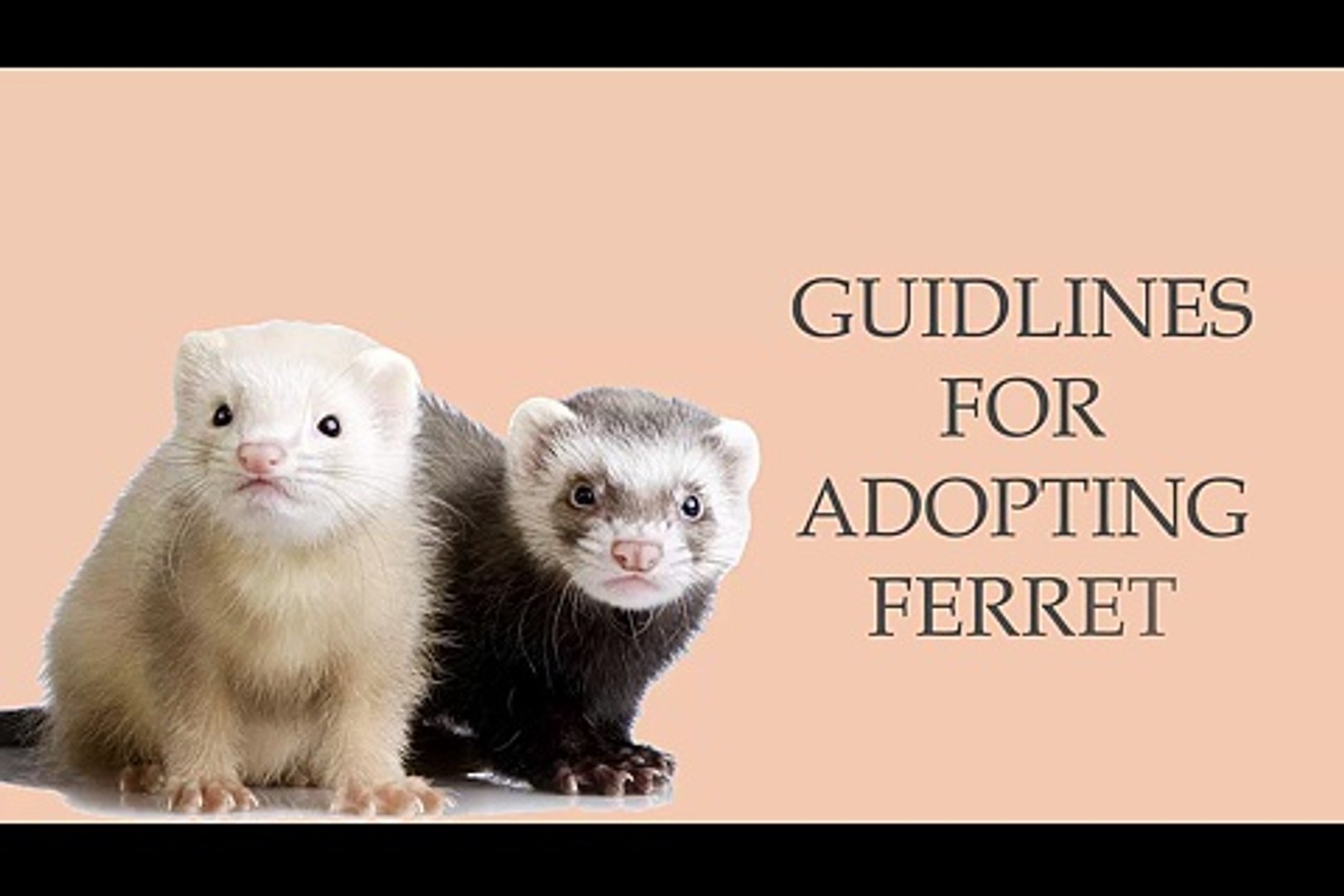 ⁣Guidance For Adopting Ferret