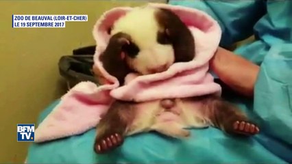 2,8 kg et un beau pelage, le bébé panda du zoo de Beauval a bien grandi
