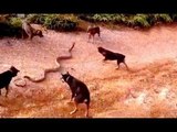 Funny dog videos 2017 - Cobra Snake vs Dog Fight to deat - Nature and animals be_HIGH