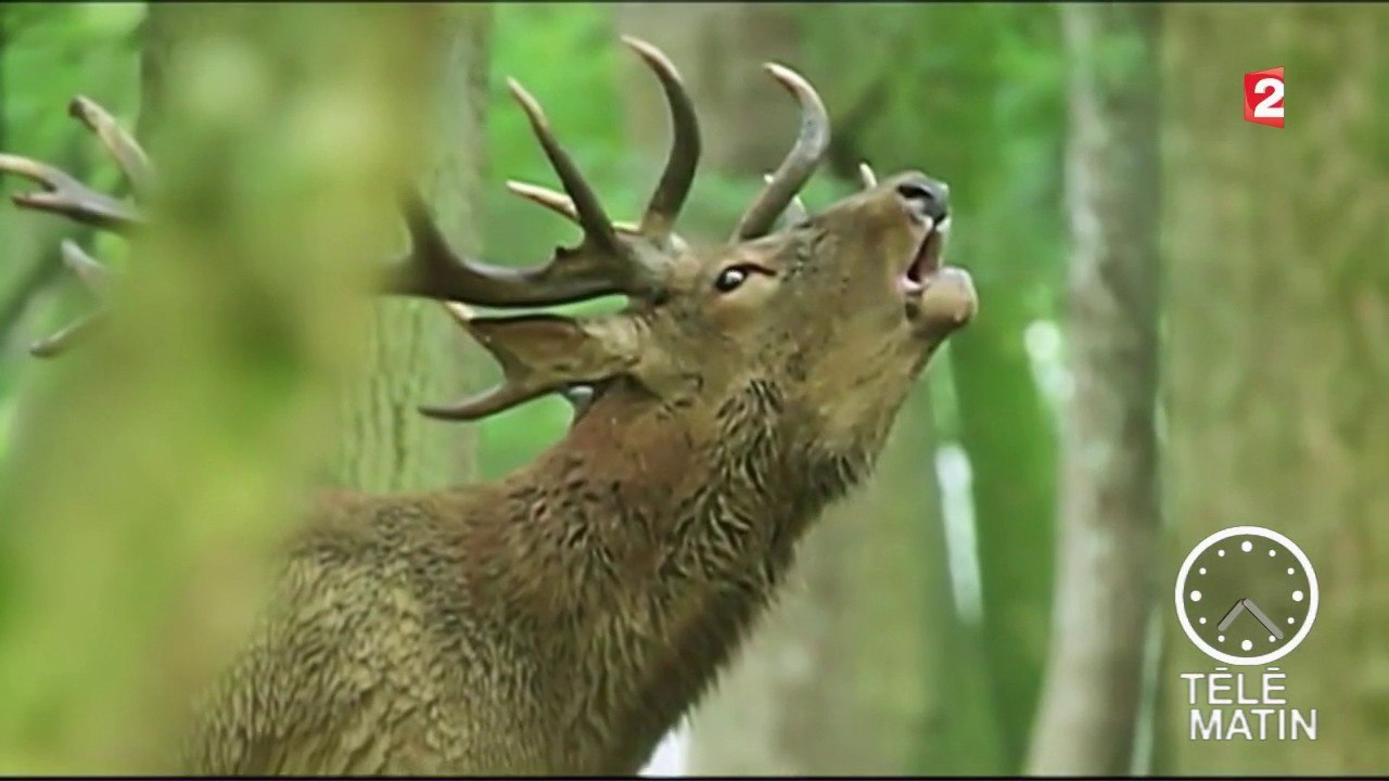 Faune - Le brame du cerf