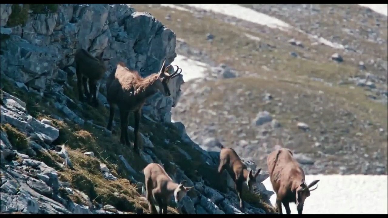 Kartalın tilki ve dağ keçisi avı. İnanılmaz güç!