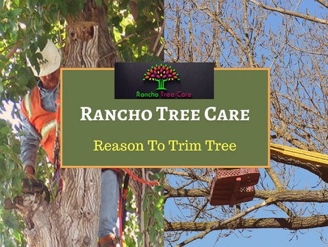 Get the Tree Trimming & Removal Service in Fontana