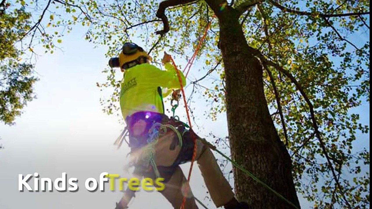 Do You Need a Tree Service in Nottingham
