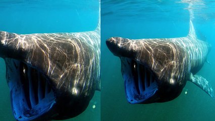 10 Scariest Species of Sharks