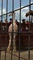 Allysa Training Tajiri the Giraffe in the Yard