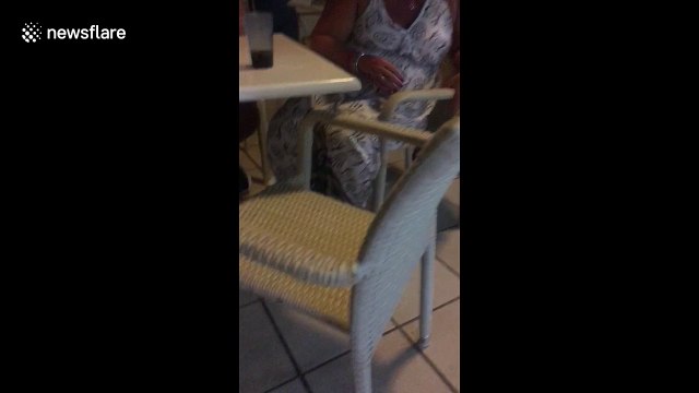 Hungry family of racoons visit snack bar in Mexico
