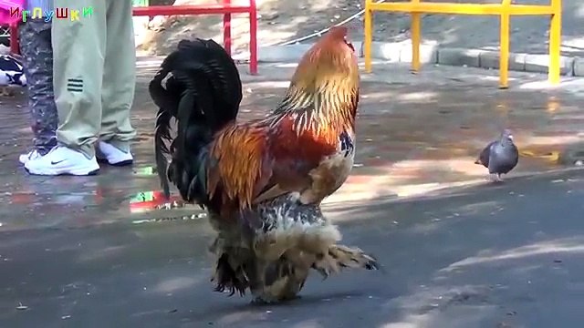 [ ДОМАШНИЕ ЖИВОТНЫЕ для ДЕТЕЙ ] с ГОЛОСАМИ. Развивающие ВИДЕО про животных для детей в HD