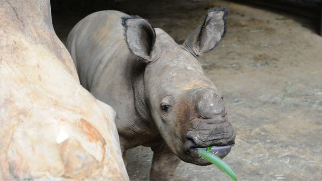 Présentation d'un bébé rhinocéros blanc au zoo de Singapour