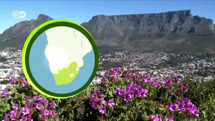 Saving the Cape parrots | DW English