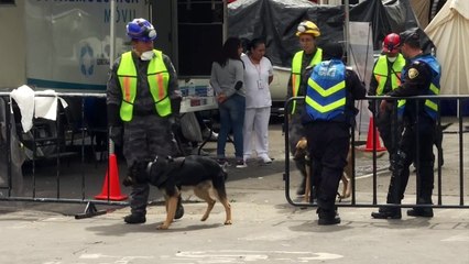 Adorable rescue dog hailed as hero in Mexico