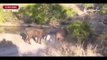 Best Animals Attacks On Lion Buffalo vs Lion vs zebra Animal attack. Nature & Wildlife com