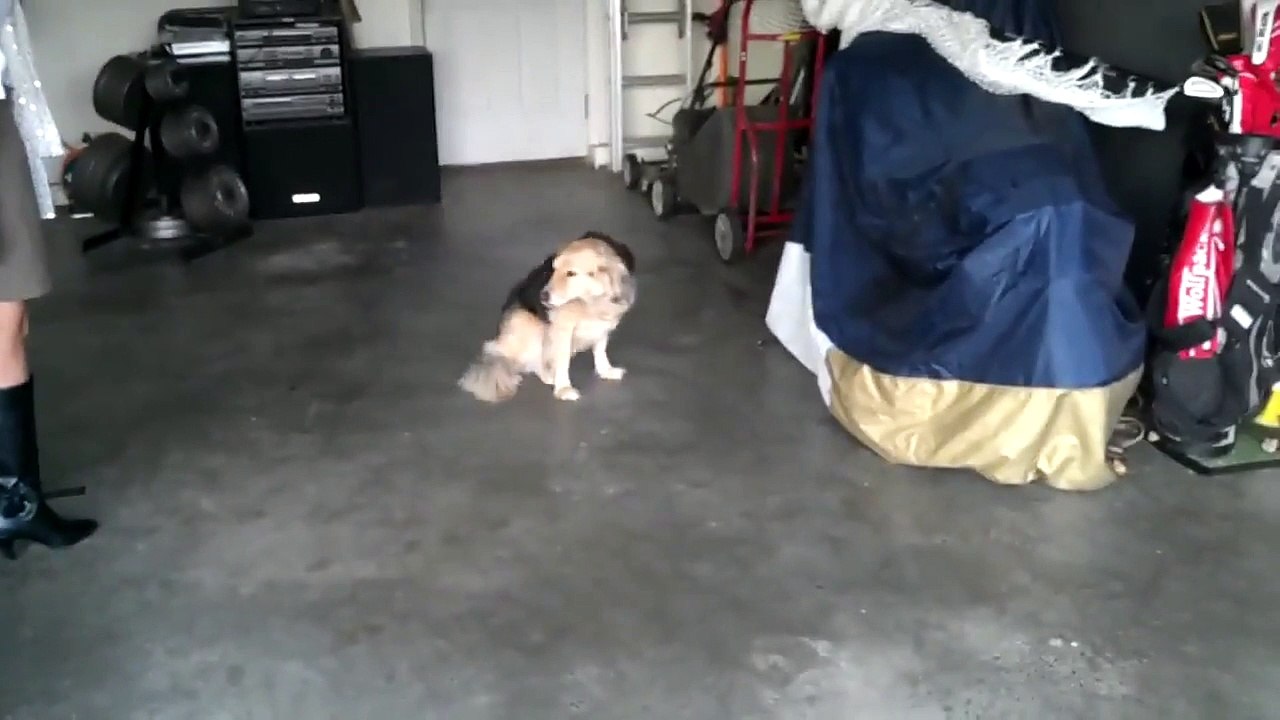 Ce chien ne veut pas prendre son bain !