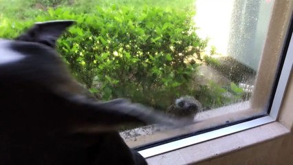 Un écureuil nargue un chien derrière une vitre !