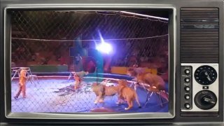 Terrorist lions. Lion attacks and mauls trainer during circus show in Ukraine