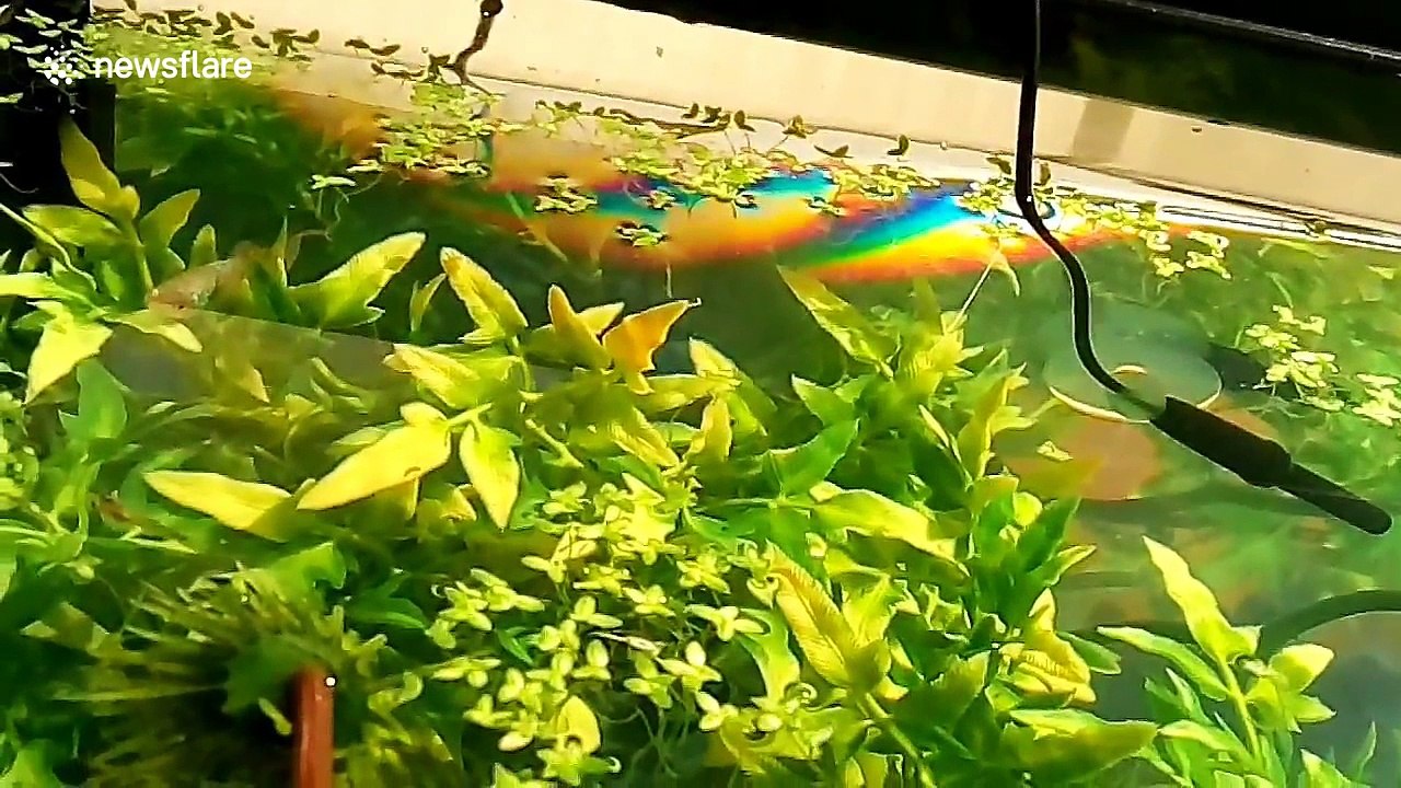Tiny snails walking on water upside down