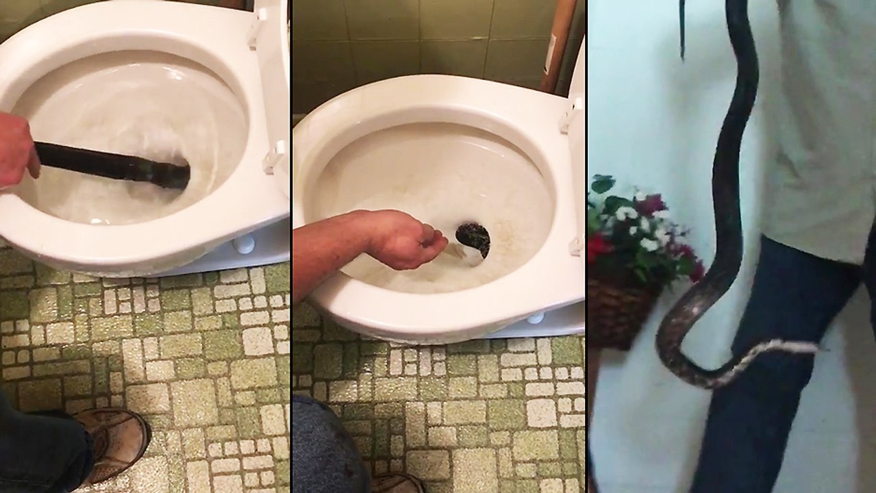 Serpent dans les toilettes