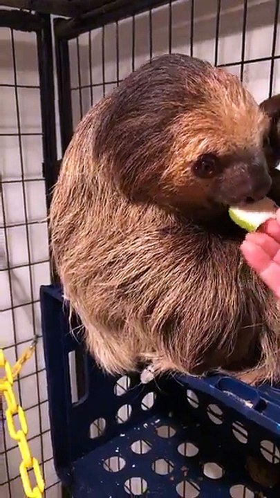 Live with Jordan: Sloth Feeding!