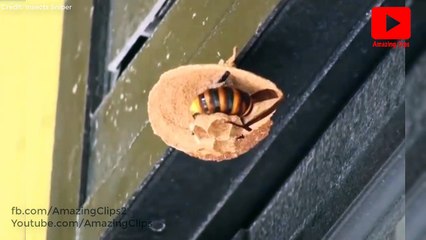 Giant Bee Building Nest | Amazing Timelapse