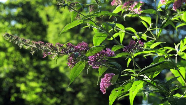 Cap à l'Est - Le Pays de Stenay et Val Dunois