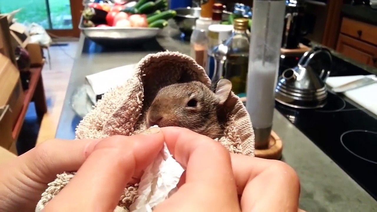What To Do When You Find A Baby Bunny