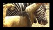 The Best Attacks Of Wild Animals 2017 Real Fight of Zebra and Lion, Crocodile