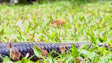 가장 큰 파이썬 뱀-거 대 한 아나콘다,아마존 강에 발견 하는 세계에서 가장 큰 뱀