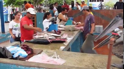 믿을 수없는 동물 미친 장면이 카메라에 포착! #2