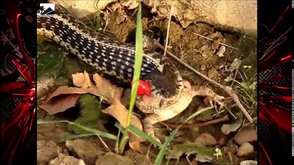 믿을 수없는 동물 미친 장면이 카메라에 포착! #6