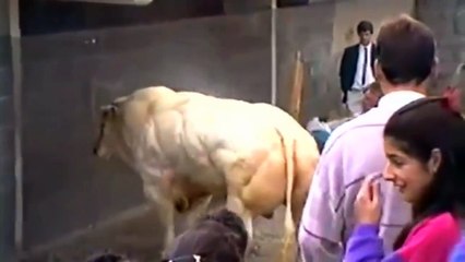 세계에서 가장 이국적인 근육 동물