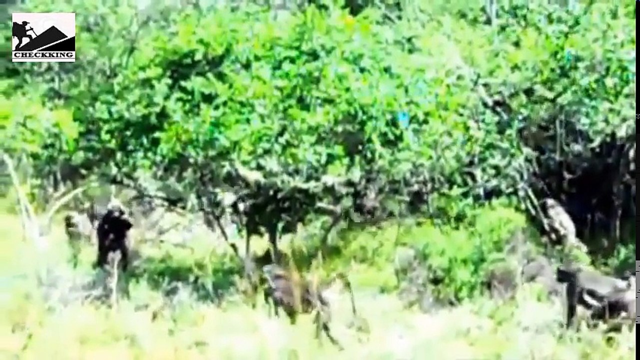 야생 동물 진짜 싸움 원숭이, 비단 뱀, 악어, 몽구스!