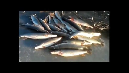 이 낚시입니다! 당신은 믿지 않을 것이다