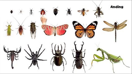 Insects - Picture Play