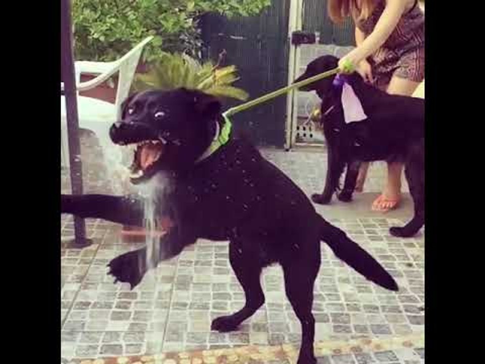 Dog Goes Insane With Enthusiasm Over Water From Hose