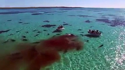 Des centaines de requins dévorent une baleine vivante