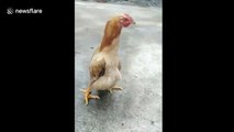 Hen appears to walk like a human