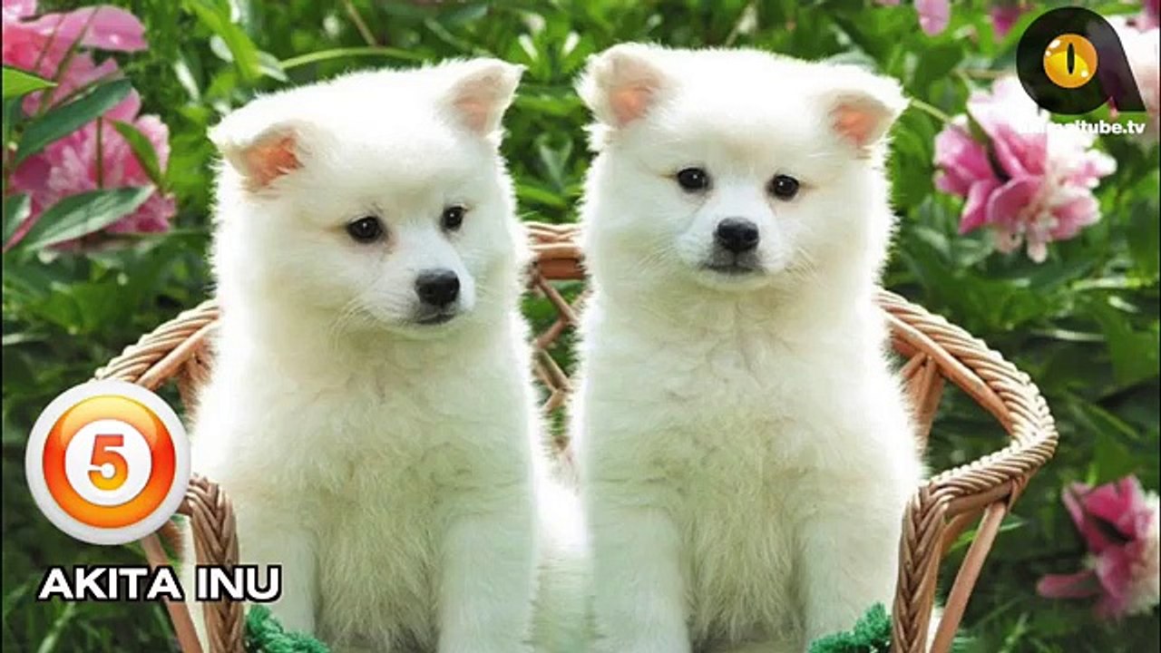 TOP 10 CUTEST DOG BREEDS